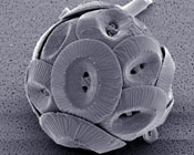coccolith